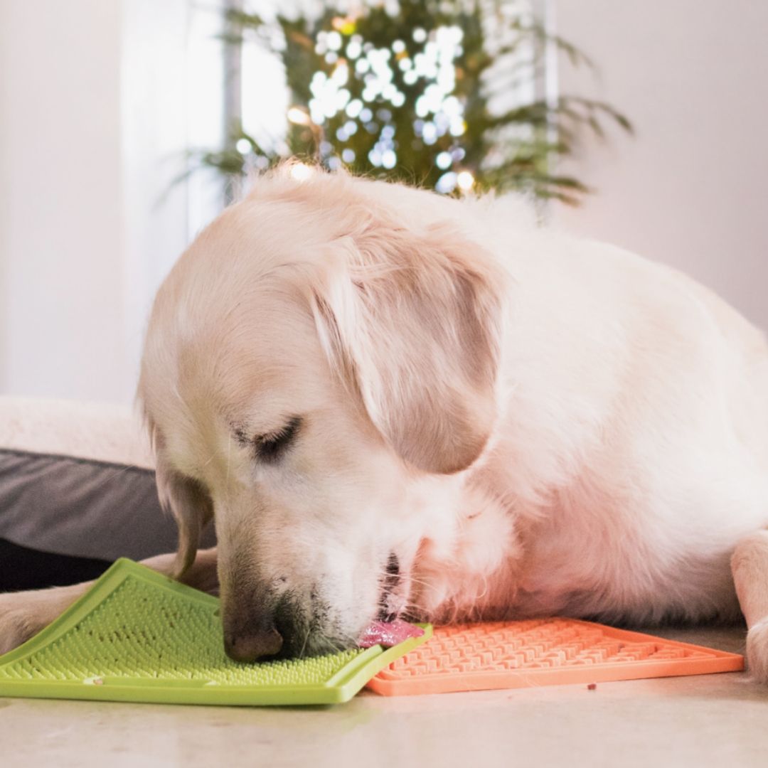 Les bienfaits des lickimat pour votre chien